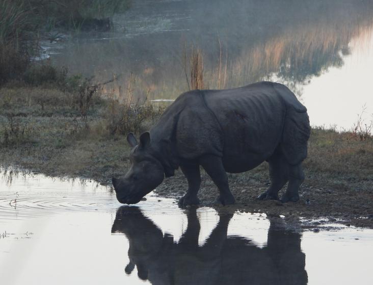 品读《山海经》445——《海内南经》犀牛
今年最受益的一本书
原文：
狌狌西北有