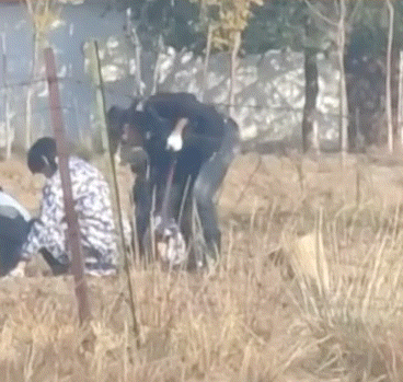 挖土豆屁屁，还是圆的 ​​​