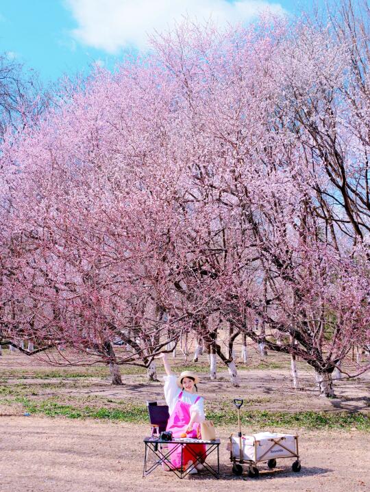 3.18实拍live❗️北京市内桃花林免费露营⛺️🌸