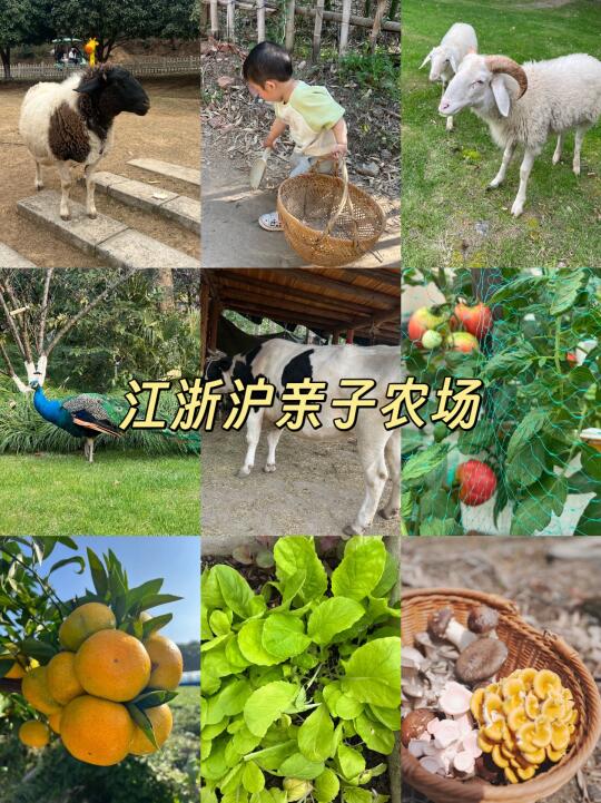 江浙沪值得N刷的亲子农场！遛娃采摘两不误