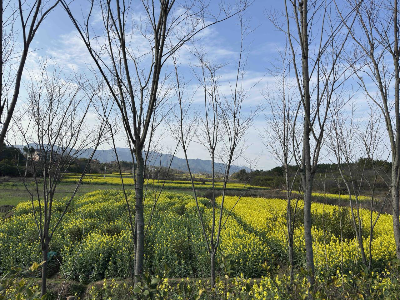 过年以来，大多数时候都下雨，好不容易天晴了，我也好不容易迎来了空闲的一日，这样宝