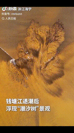 小时候学过一篇课文：钱塘江大潮，今日一见果然比想象中壮观！12月5日，浙江海宁的