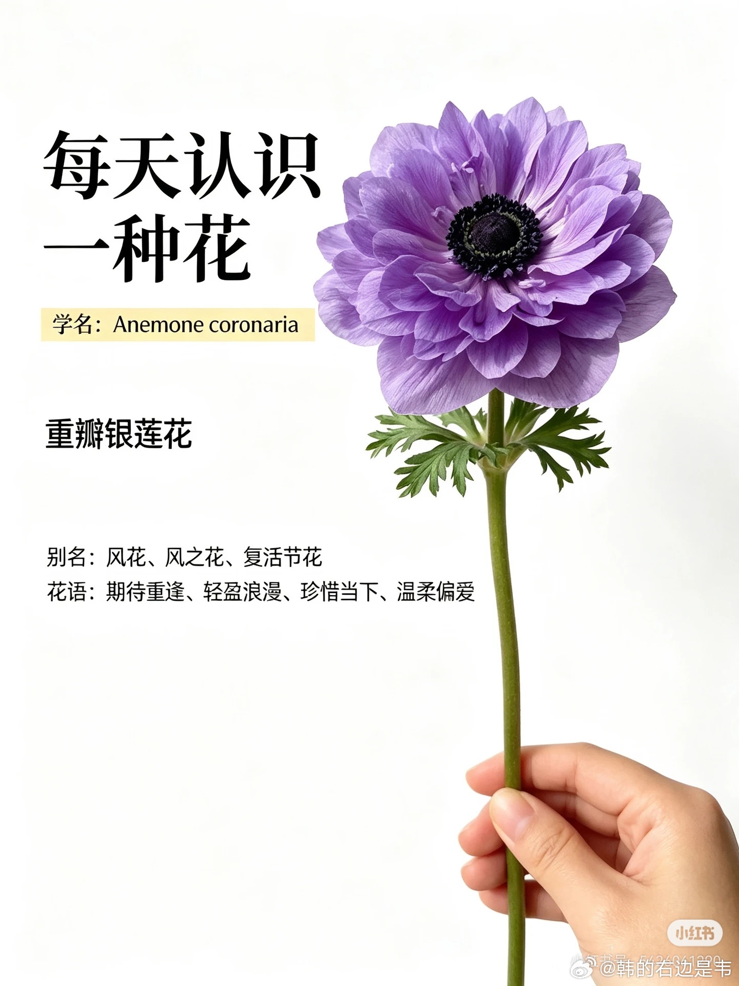 重瓣银莲花： 春日复古丝绒风限定花材【花语】象征期待与遇见、随风而至的爱意、温柔