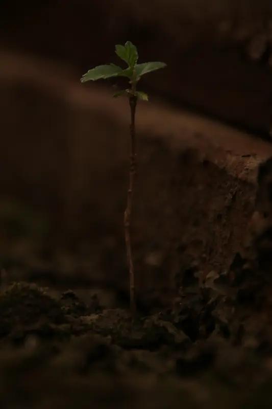 看着这些小生命从一颗种子发芽、长叶到开花，真的超级治愈。每天最期待的就是给它们浇