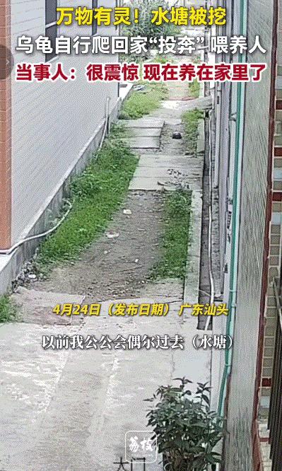 科学都解释不清了。
近日，广东汕头一只野生乌龟从废弃废墟中爬出，它从未踏足过人类
