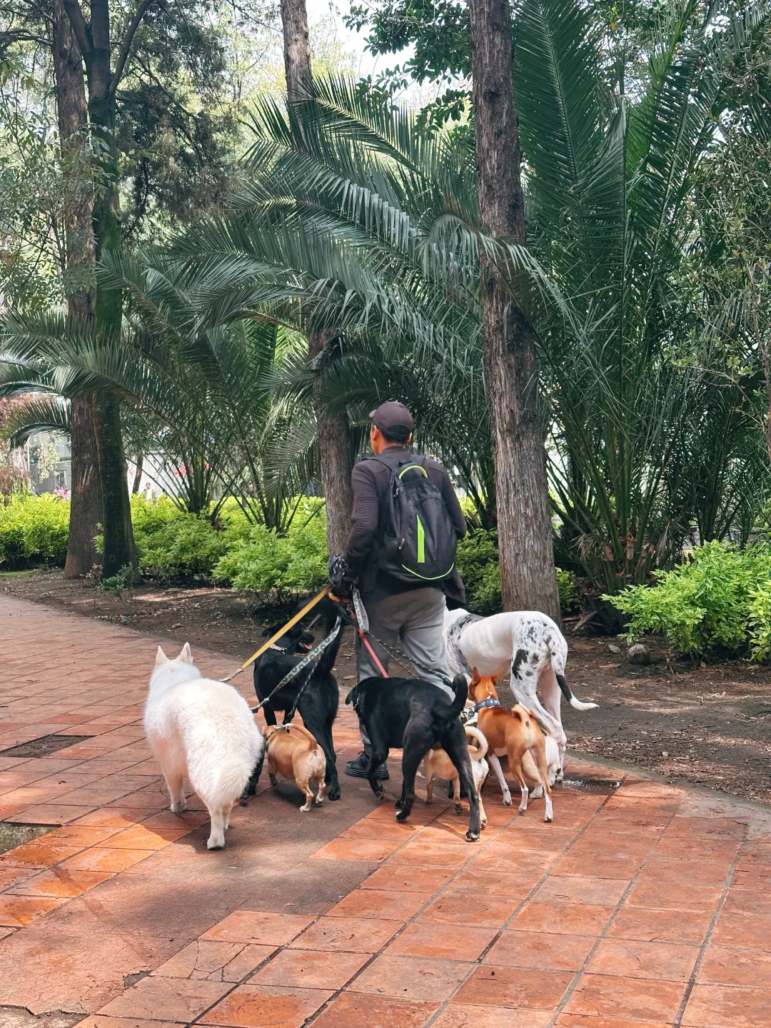 🇲🇽墨西哥人也太爱狗狗了吧🐶