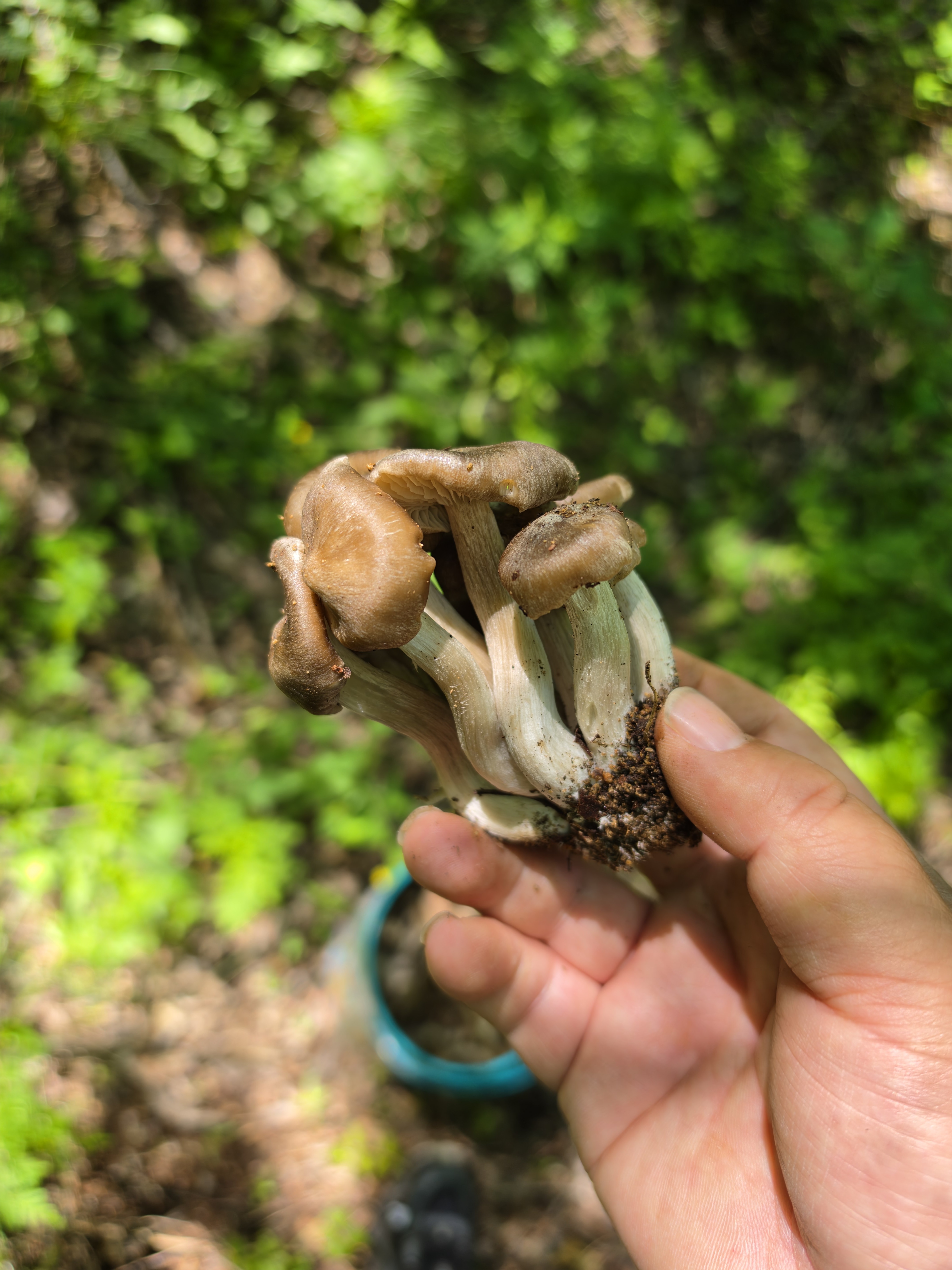 今天主要的工作就是采蘑菇。 