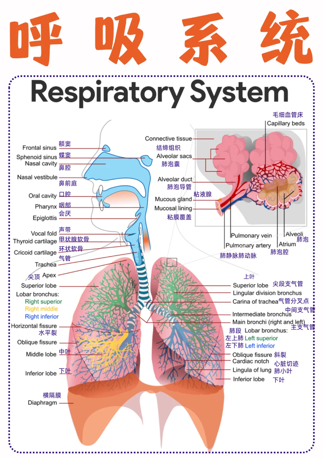 备考RN/呼吸系统！！学！！单词