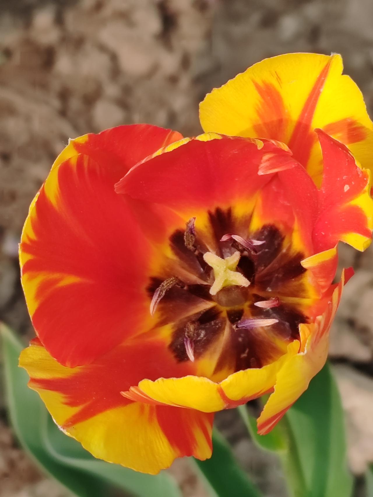 发一张春天拍的花