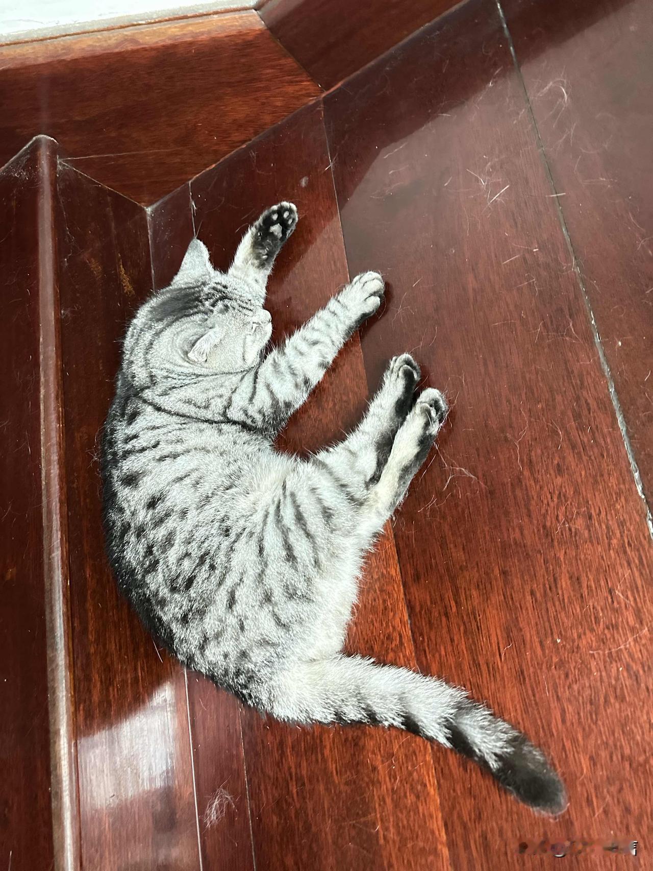 盛夏气温居高不下，猫咪趴在楼梯地板上酣然入睡，享受独有的清凉。
