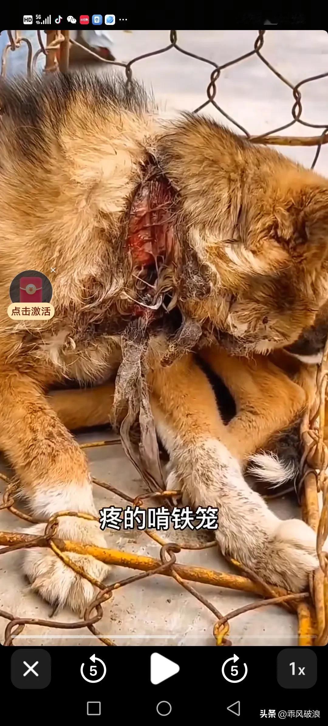 屠宰场里有一只即将被宰杀的狗狗，脖子已经溃烂，脓血直流。它被关在铁笼子里，疼痛难