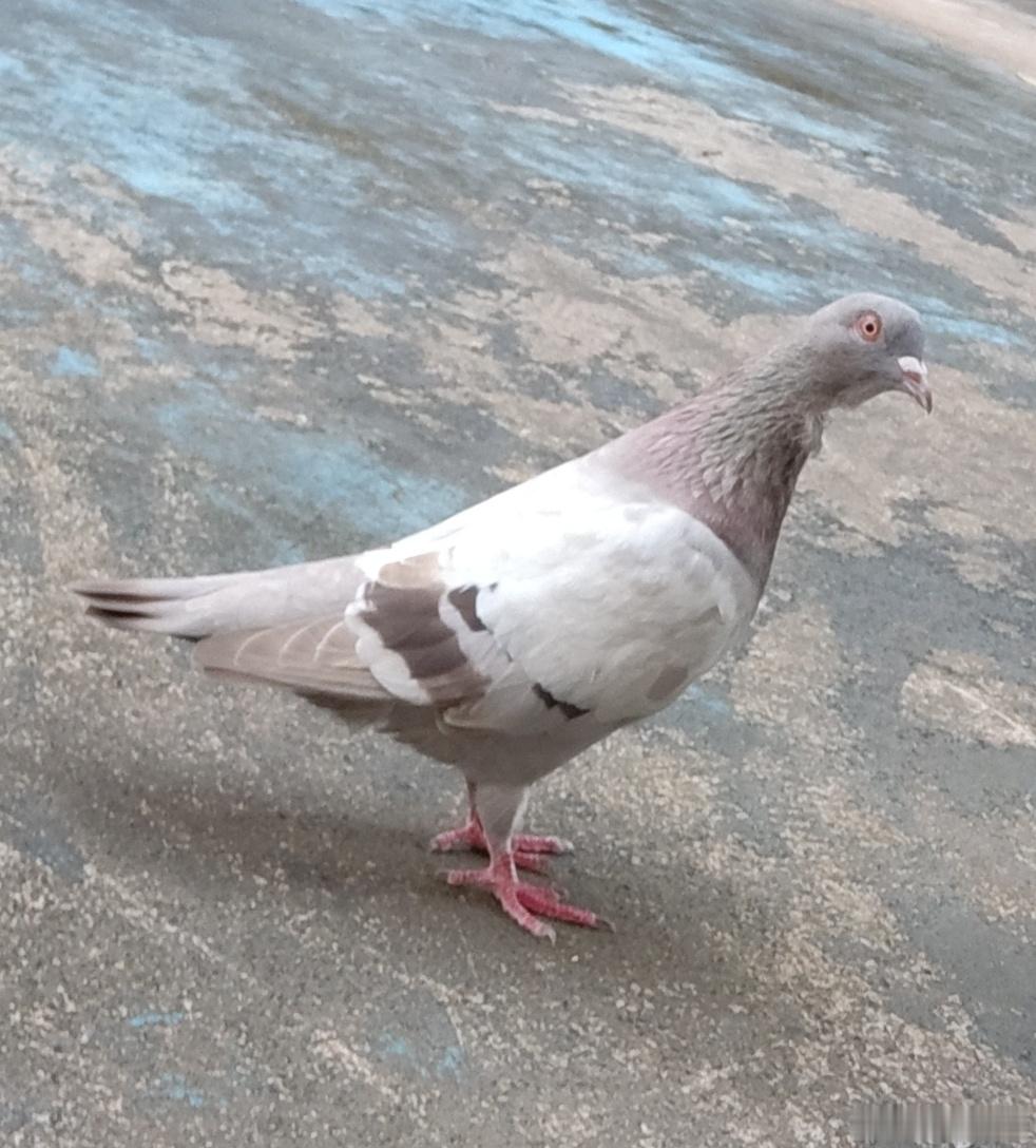 不吃家里有的东西特么只吃绿豆，给水也不喝晒到爆不会去树荫下躲着，但是看到人会主动