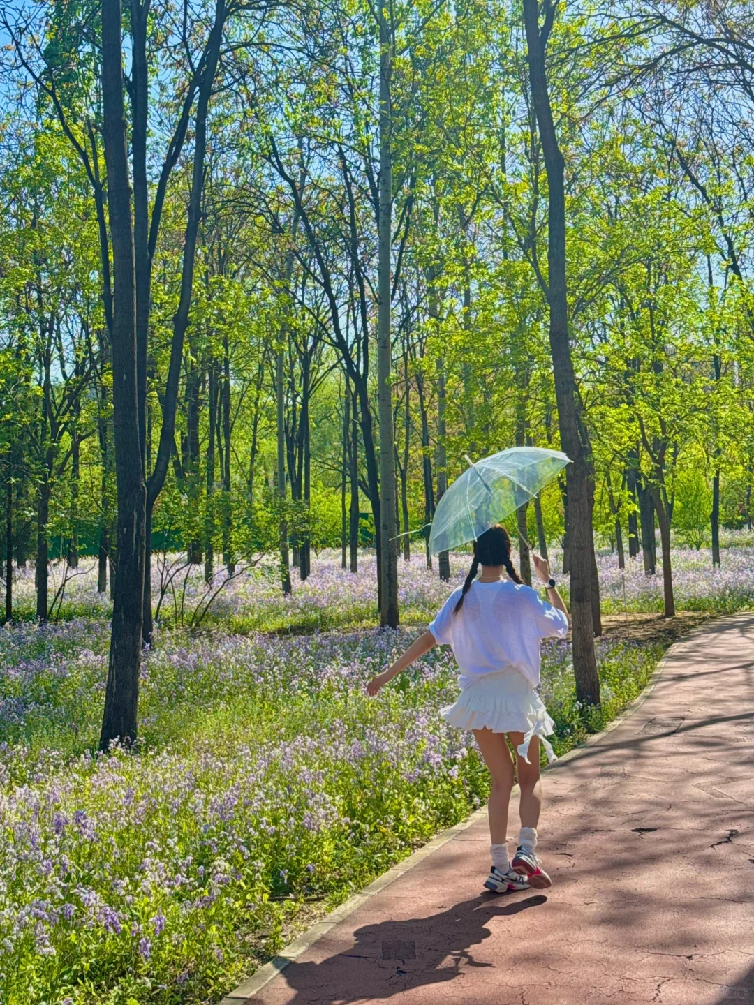 Live图 | 将府公园🌸二月兰已开好 速拍！