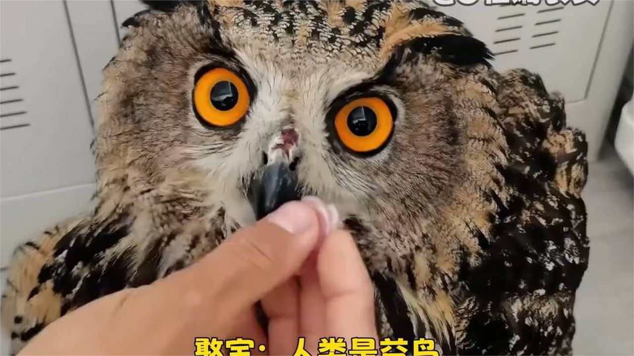 憨宝：我好像发现了一个复活点！！
