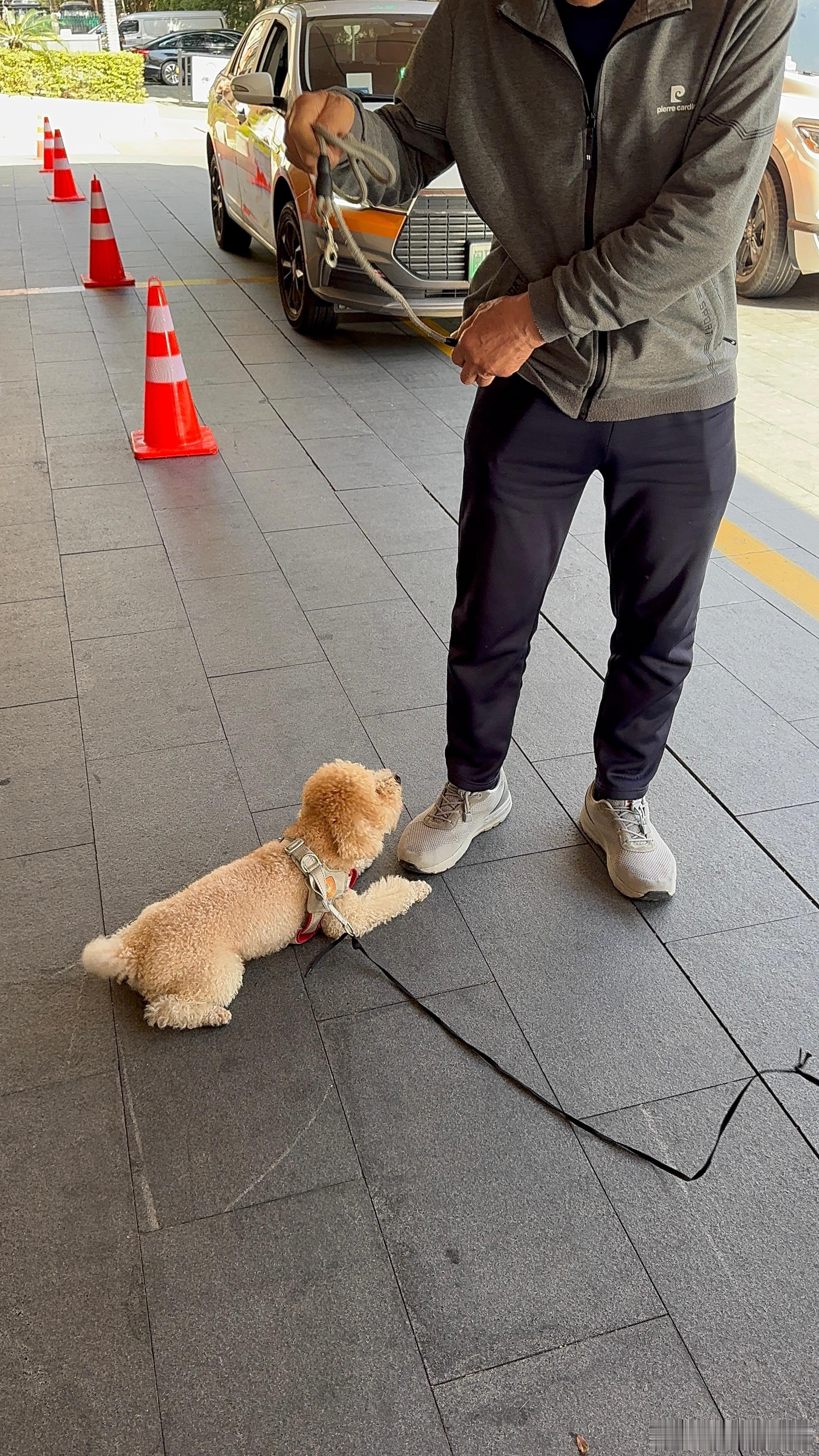 找到主人了！小🍠发帖，主人留了言，我们担心是不是狗贩子，还要了它以前的生活照，