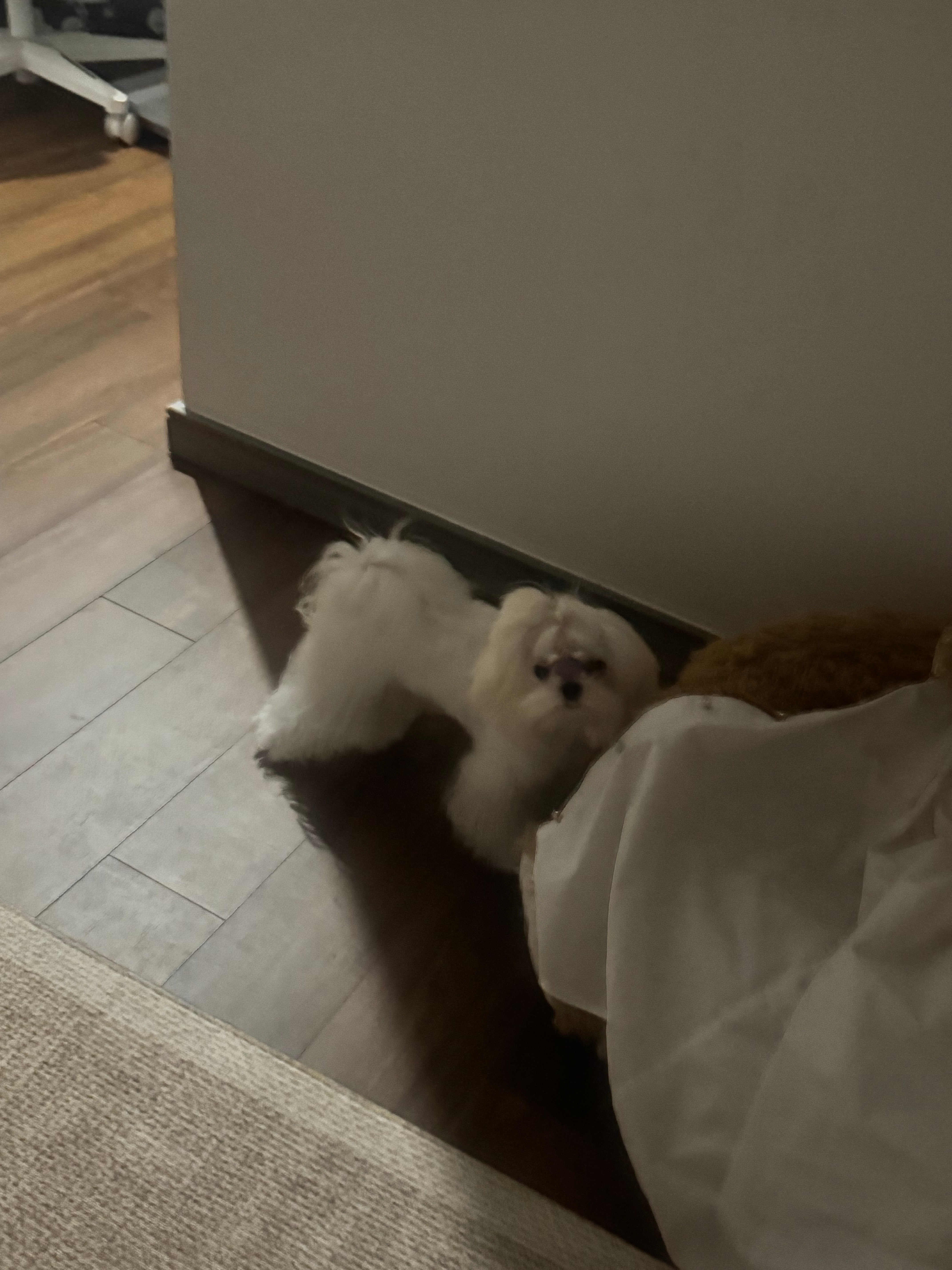 臭木我想死你了 ​​​