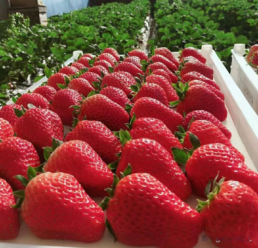 我的城市降下来今冬的第一场大雪，也预示着我们冬泳人的快乐时光到了。
可是今年的冬