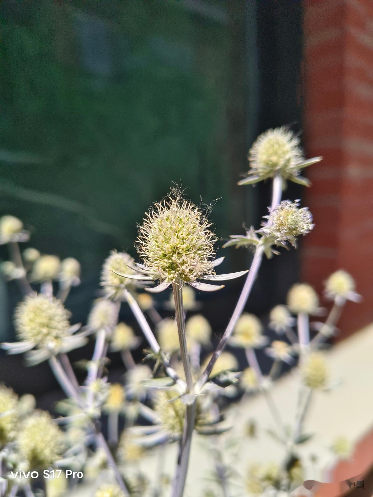 夏日清风花袭人，感受下vivo S17 Pro镜头中的花花草草[微风]