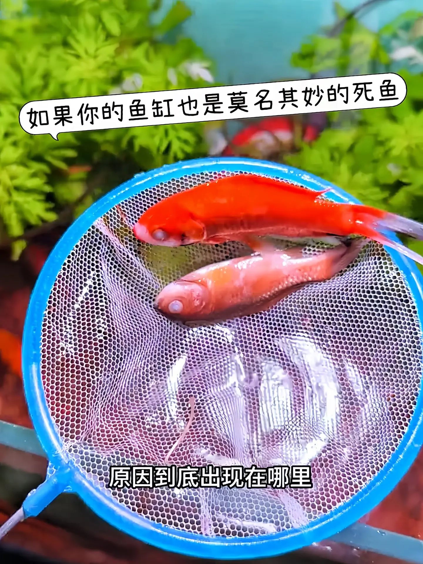 还在苦恼鱼缸里的鱼总是养不活？新手养鱼总是无从下手？别慌！沃韦朗六合一...