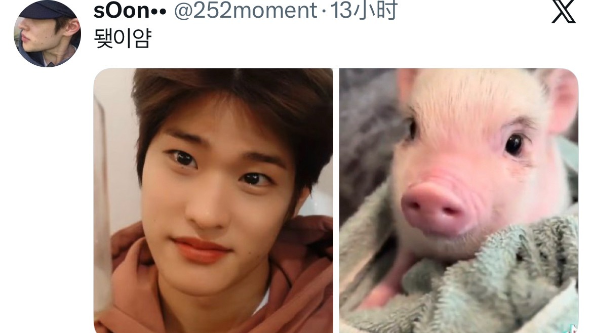 今日份小猪能量