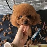 绿草软热谈汽车