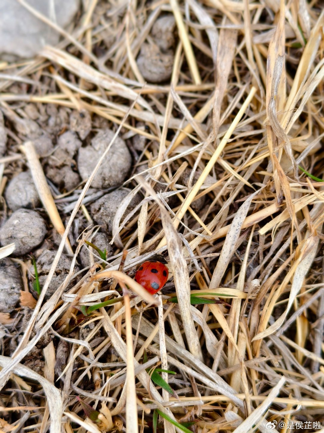 我们今天去爬山了前几天就想去的然后就安排到今天了想象中的爬山和真实去爬不一样的效