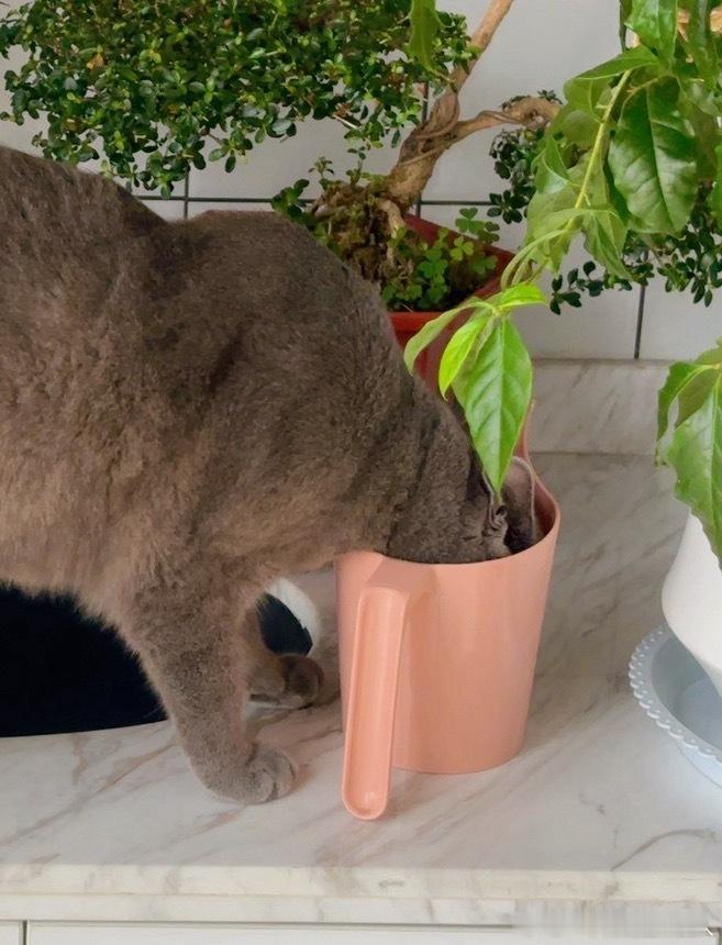 这杂种除了猫碗里面的，哪儿都喝 