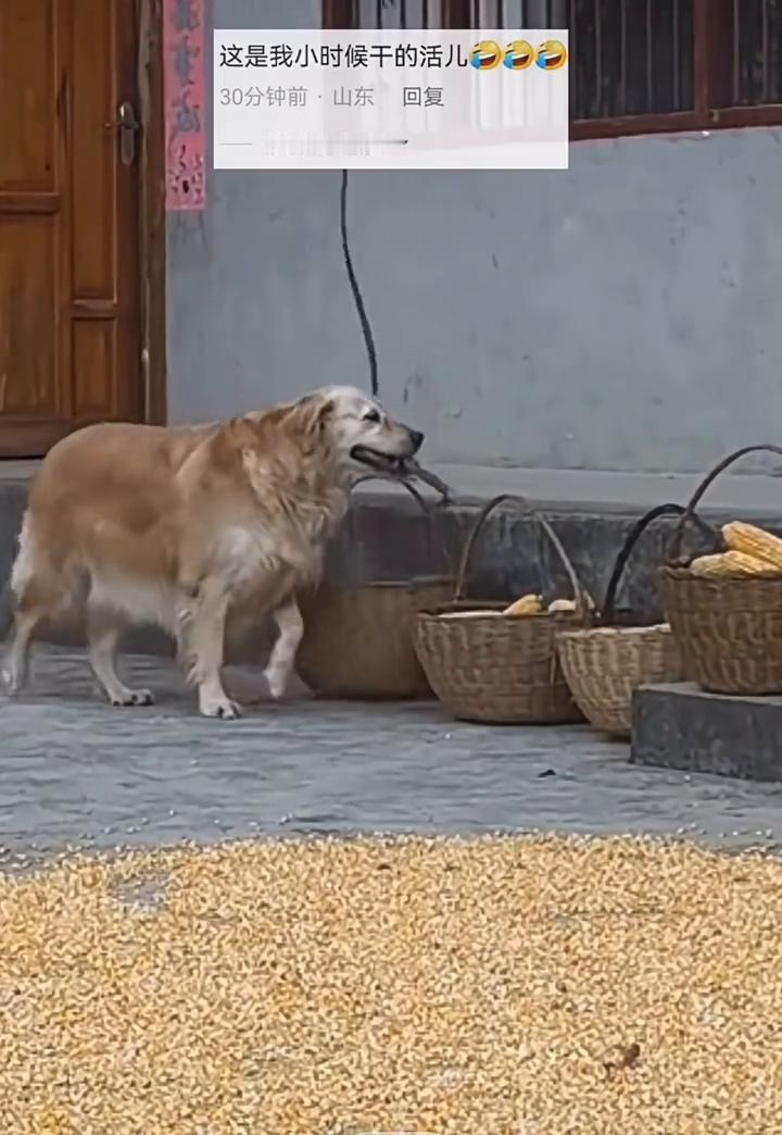 主人半天未响应家人呼唤，小狗主动上前帮忙将挂钩悬挂在篮子上。
主人半天未响应家人