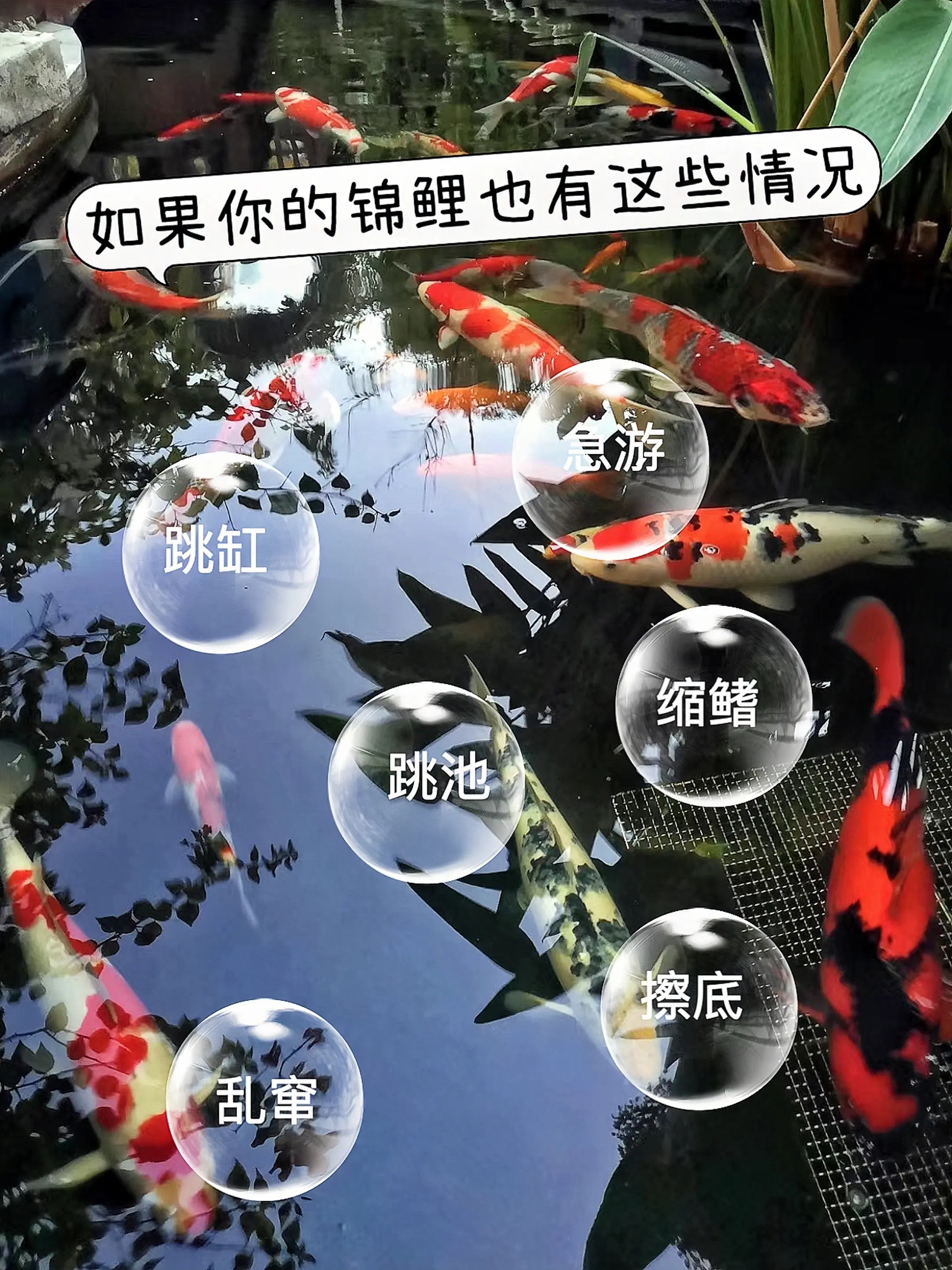 高效双效，一泼净敌：锦鲤双杀剂，精准靶向杀菌灭虫，快速瓦解细菌、寄生虫...