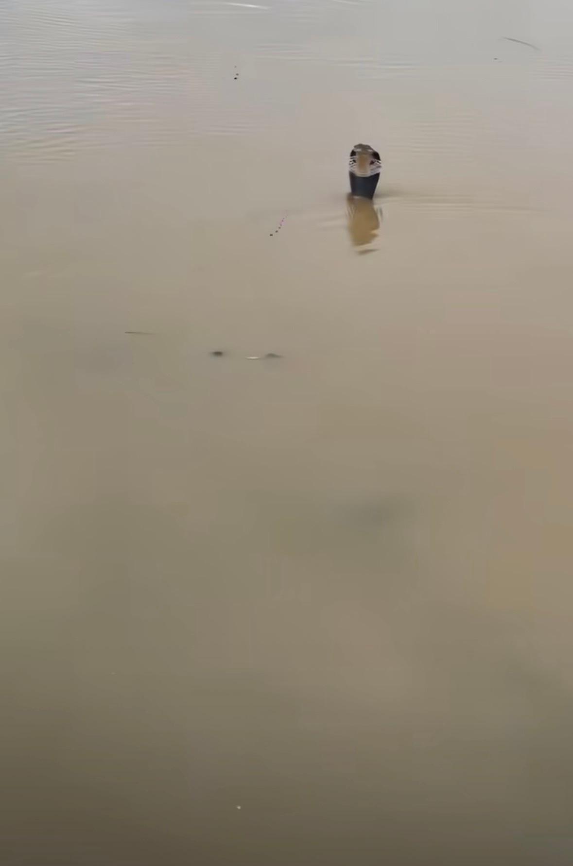 广西这次洪水可太闹心了！受第10号台风“美莎克”影响，南宁横州市多处水库出险，六