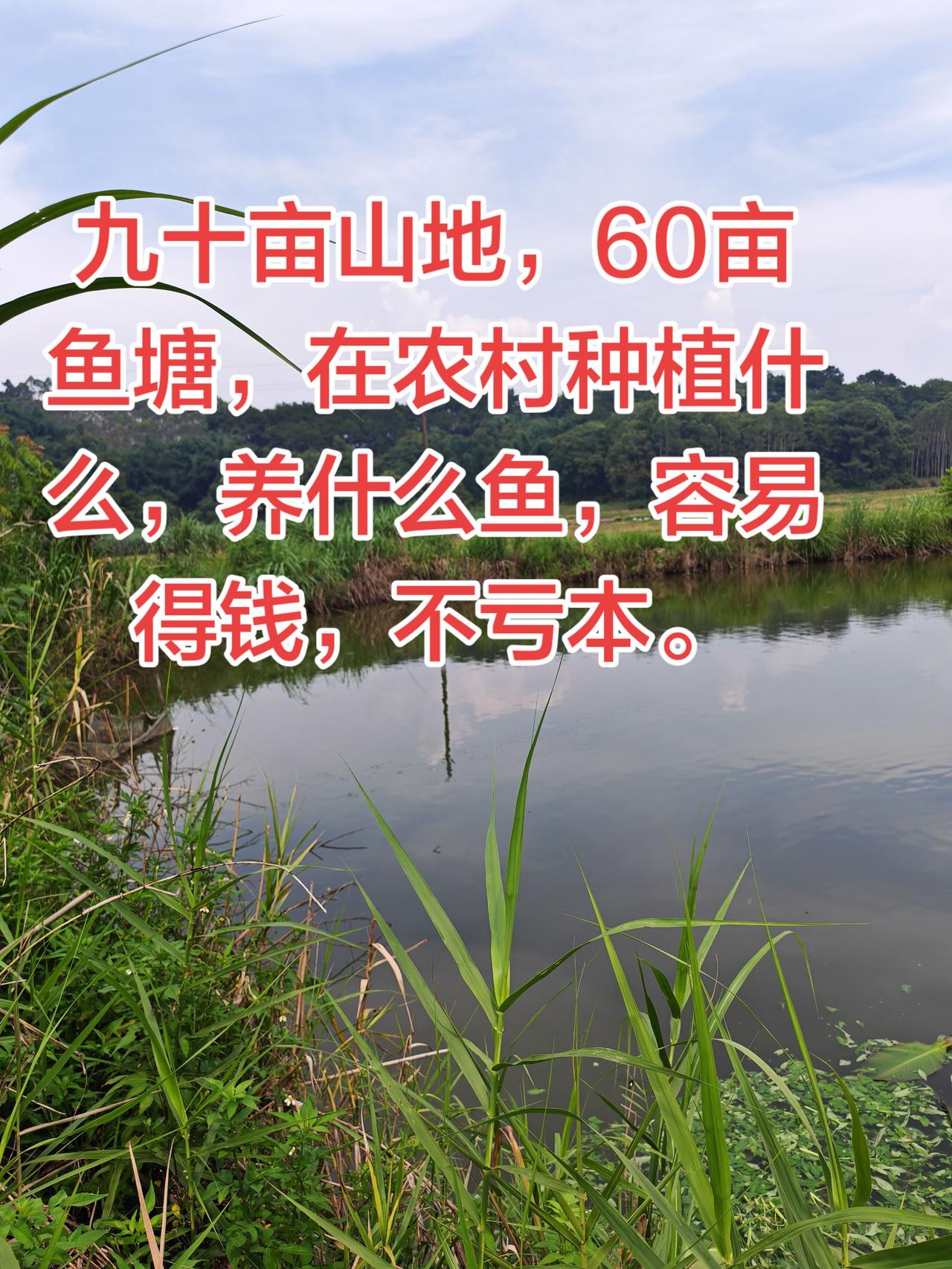 在农村有90亩的林地，60亩的鱼塘，做什么容易得钱？养鱼 养鱼日记 桉树