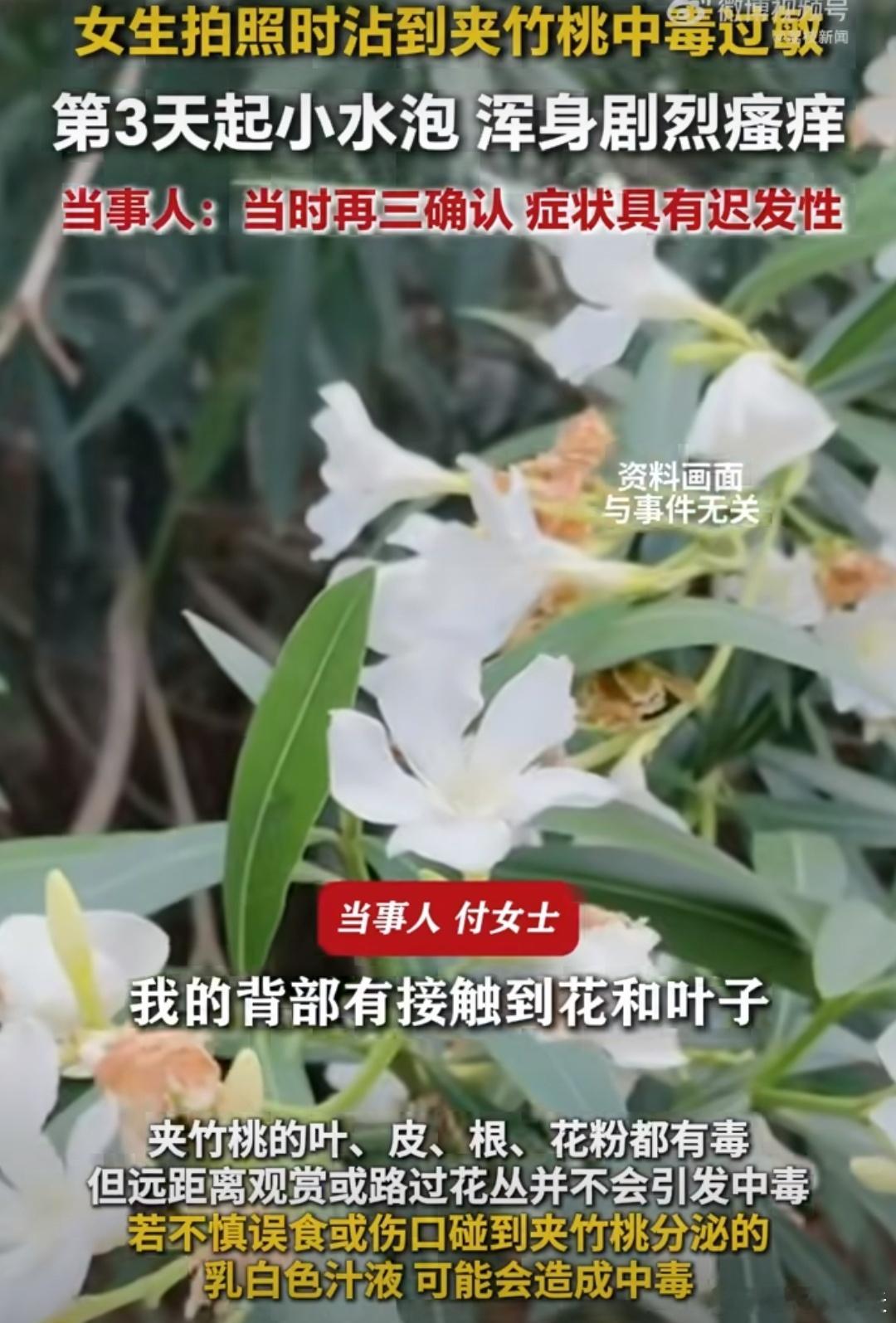 夹竹桃全株有毒别乱碰夹竹桃有毒，大家应该不要乱碰，毕竟有时候我们看到漂亮的花都想
