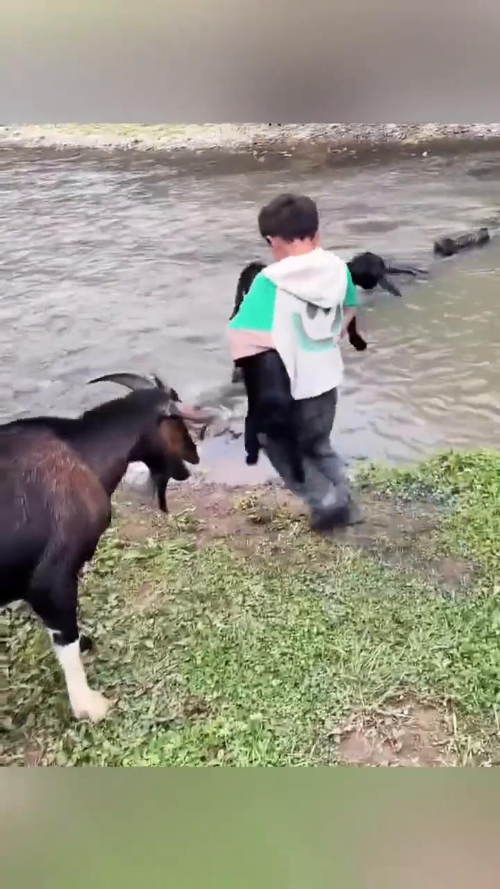 小小身影大大温柔，孩子抱羊过河治愈无数人。
近日，贵州毕节。我抱你们过河。人和动