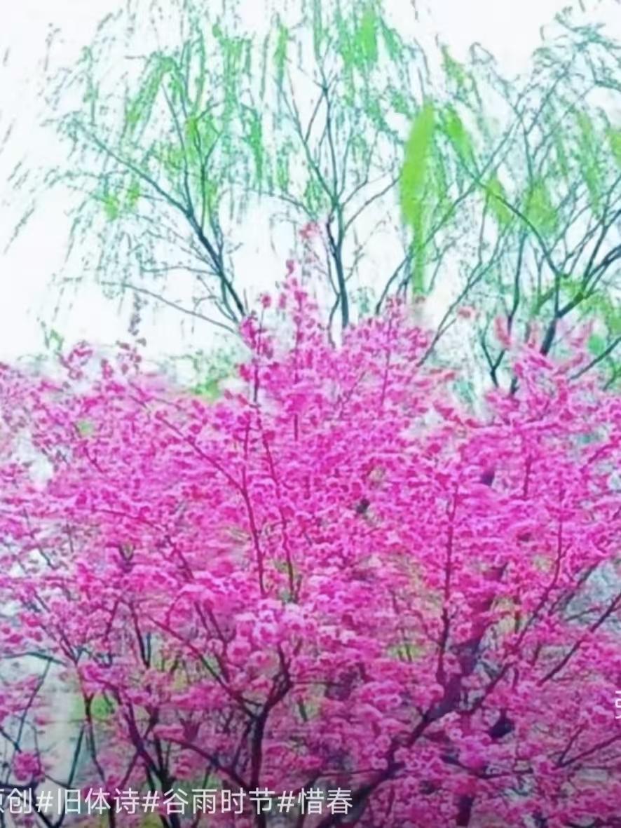 捣练子·谷雨惜春 
枝绿减，蕊红稀，
暗送春光缓缓归。
欲簪残花留鬓影，
怕随飞