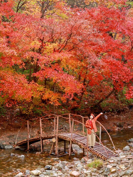 本溪赏红叶🍁，0⃣️元景点才是精华‼️实况live