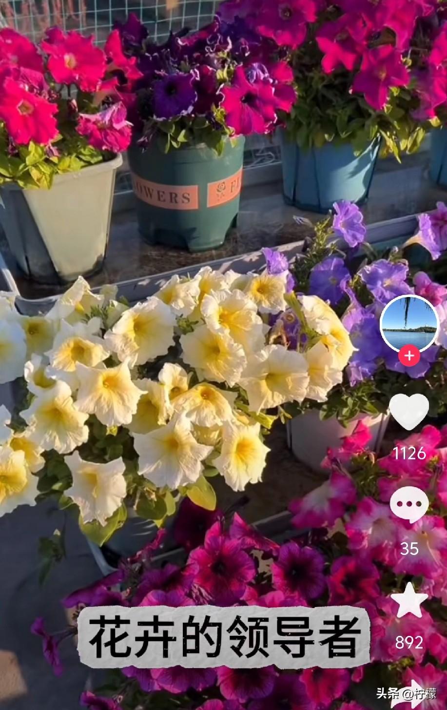 一、光照充足的阳台（每天≥4小时太阳）
 
1. 太阳花（死不了）
给点阳光就爆