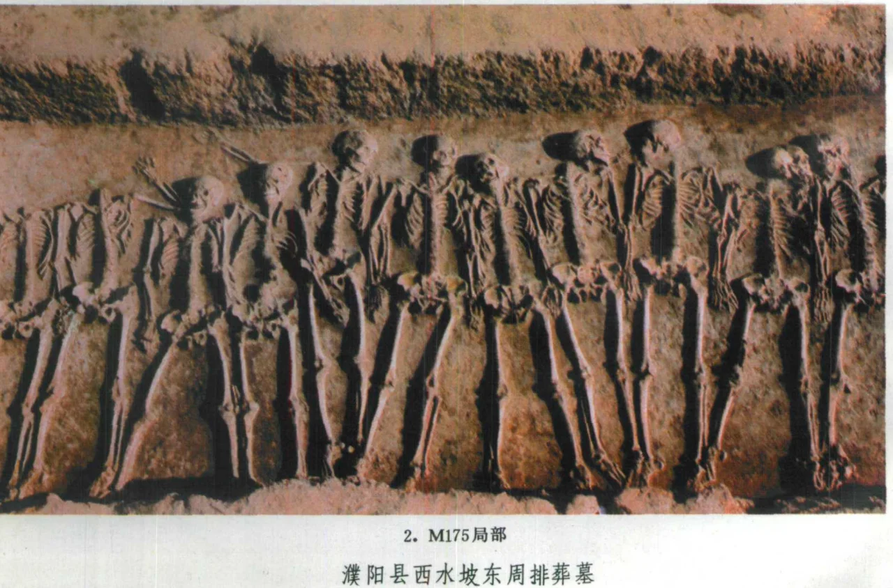 西水坡墓地的累累白骨