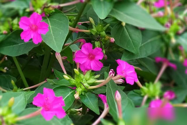 谁懂啊！春天在院子种爬藤花，夏天看满墙花海真的爽到跺脚！最近好多邻居问我要爬藤花