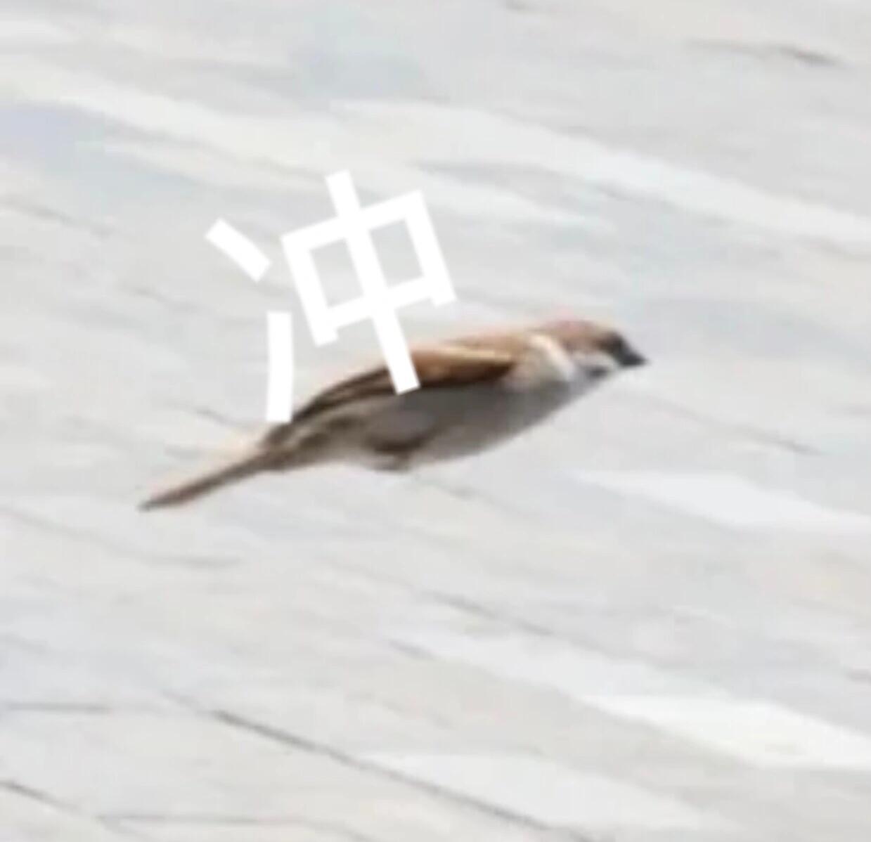 张远和萨顶顶在我脑子里啊了一天 真上头啊 