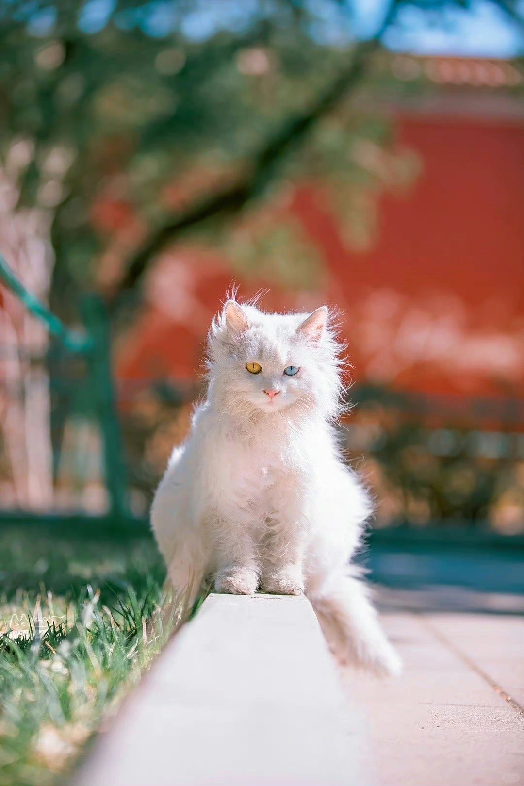 再也拍不出第二次的人生猫片（十五）