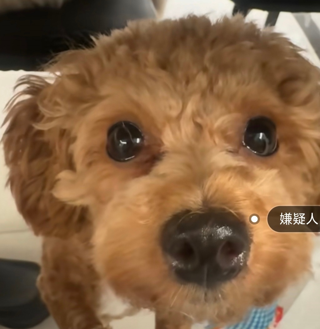 有个小爱坤的Coldy被狗狗嗦了，蔡徐坤会原谅这个罪狗狗吗 