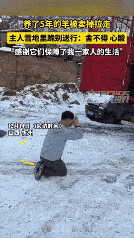 养了5年的羊被卖掉，当羊被装上卡车拉走时，山西这位大哥再也忍不住了，他扑通一声跪