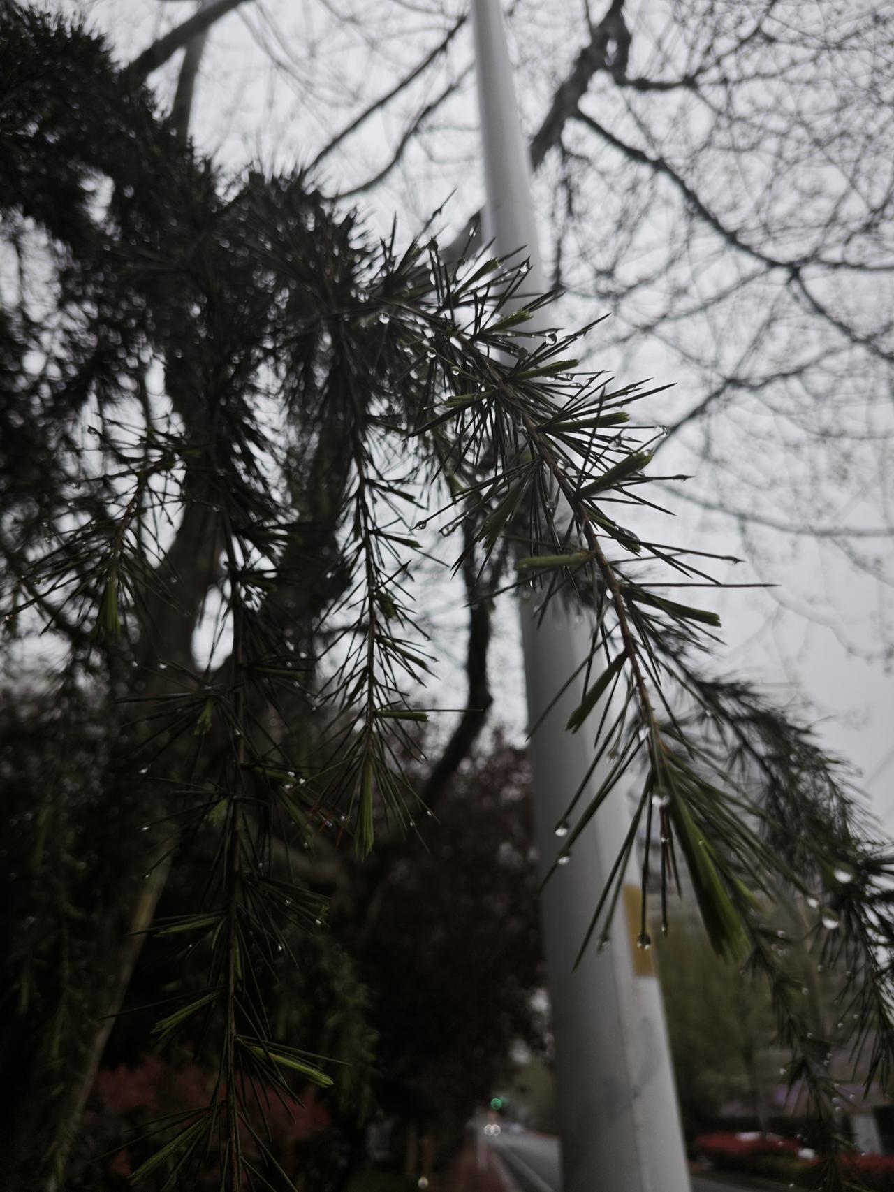 春雨贵如油！
欣喜的是昨夜大雨瓢泼。
充盈了万物，
洗涤了尘埃。
晨起送娃上学，
