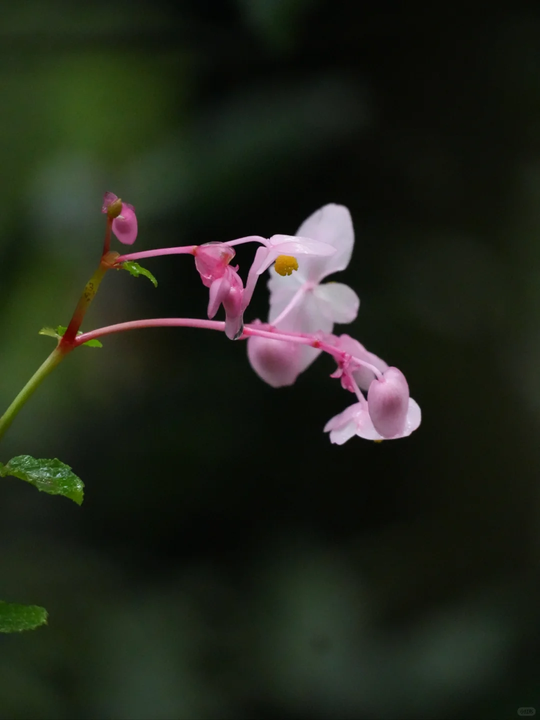植物笔记491｜秋日山野的粉色花海