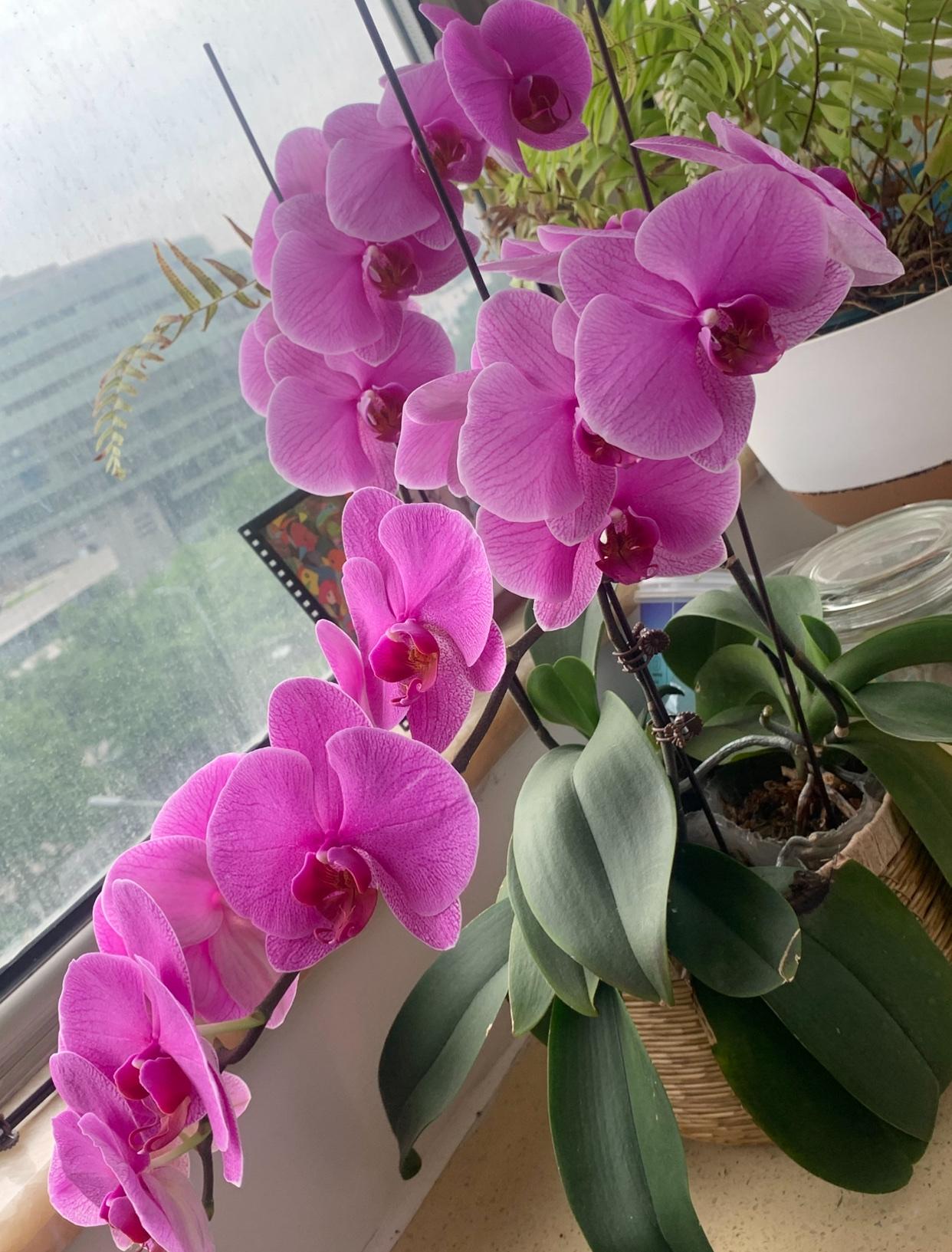 蝴蝶兰
北京家里的这棵蝴蝶兰长的也很好，从今年三月份开花到现在一直不谢。
蝴蝶兰