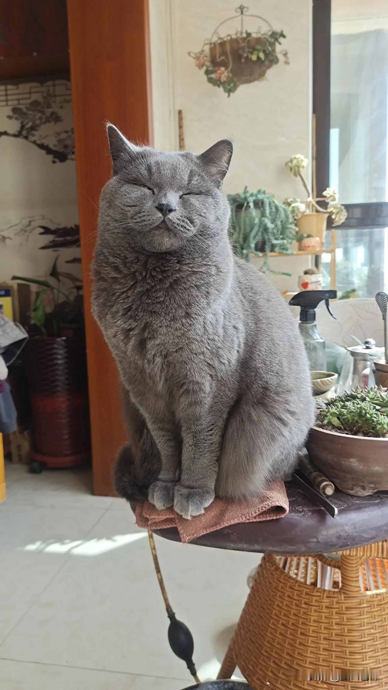 倦猫