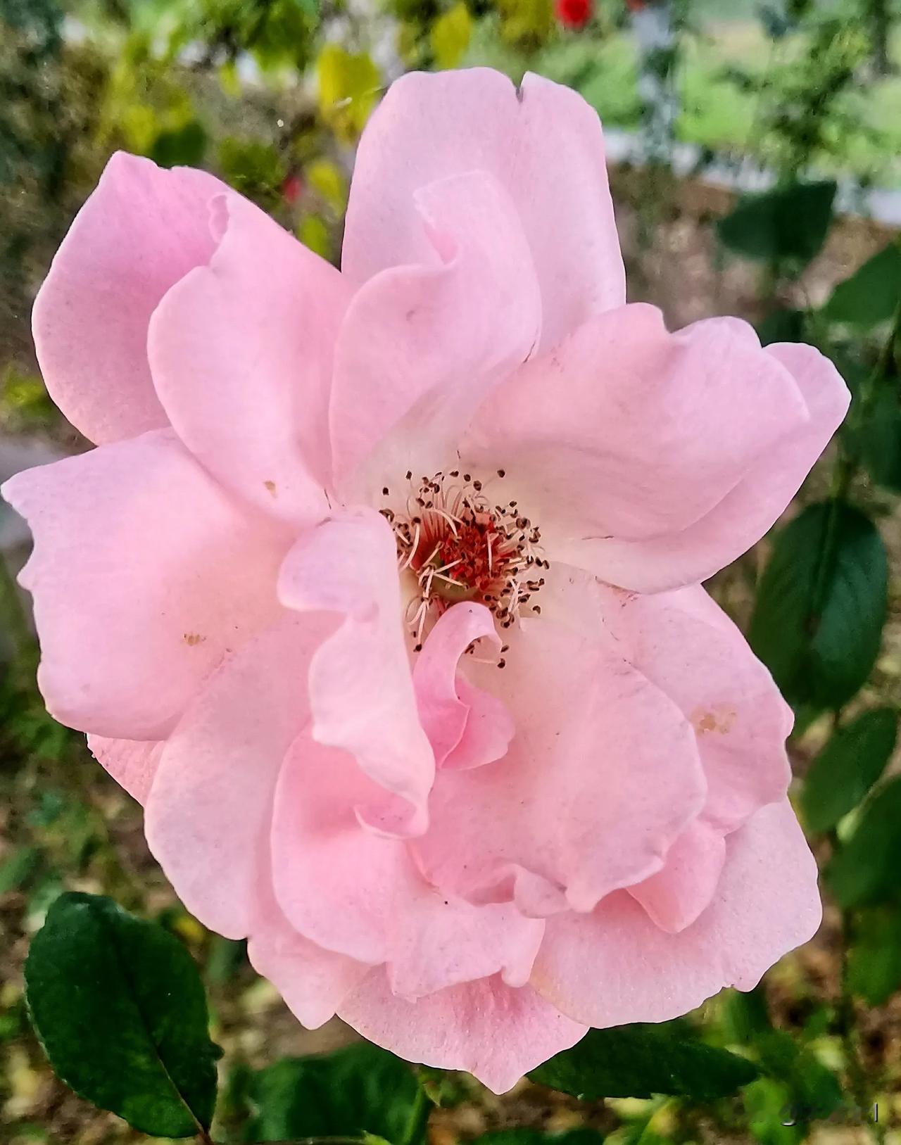 （原创）
粉嫩娇艳的月季花 悄然绽放 充满了浪漫与诗意  
#随拍月季花分享# 