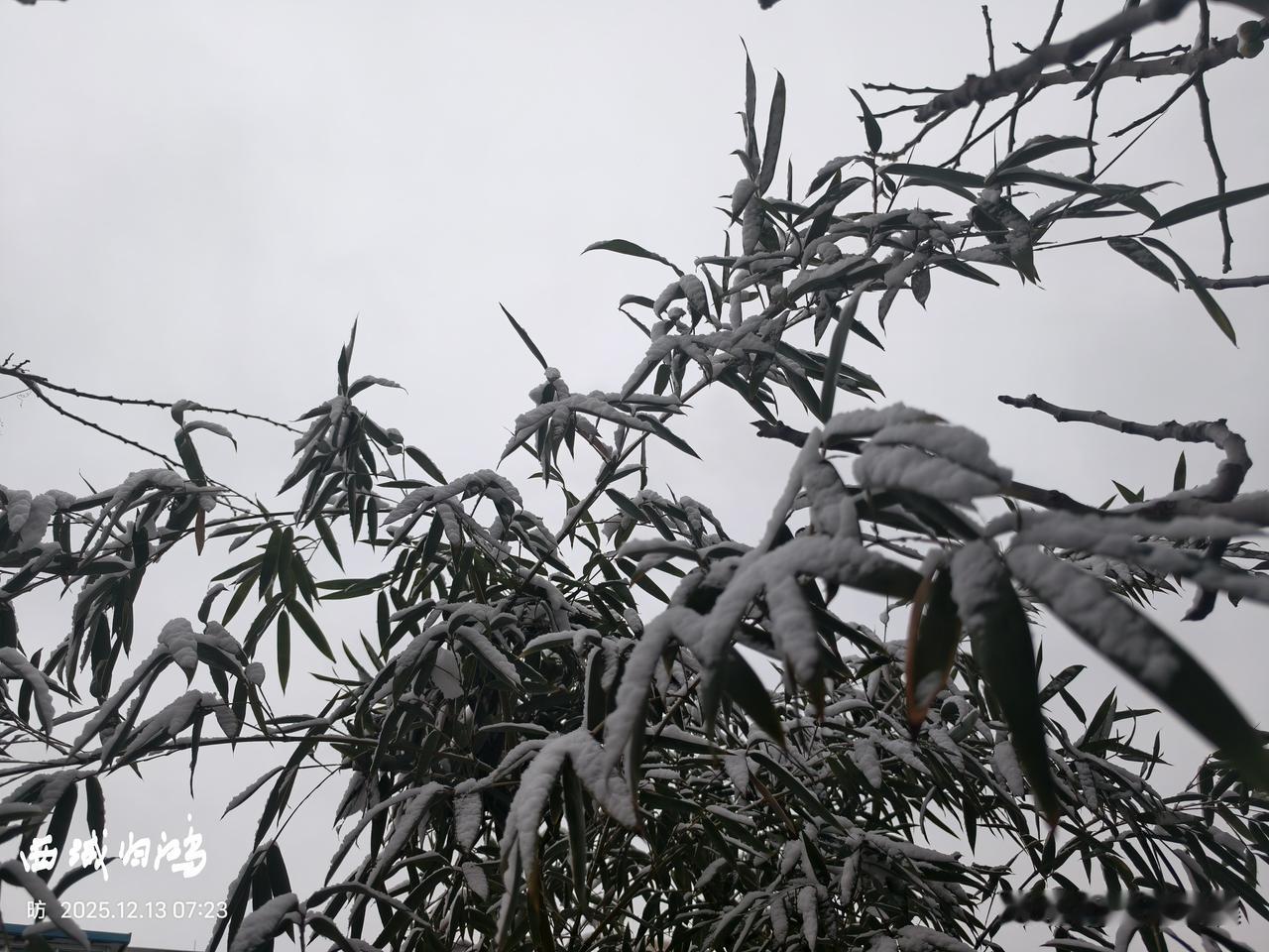 12月13日，东营的雪不大，但也别有韵味，芦苇，树木，青竹都披了一层薄薄的雪，正