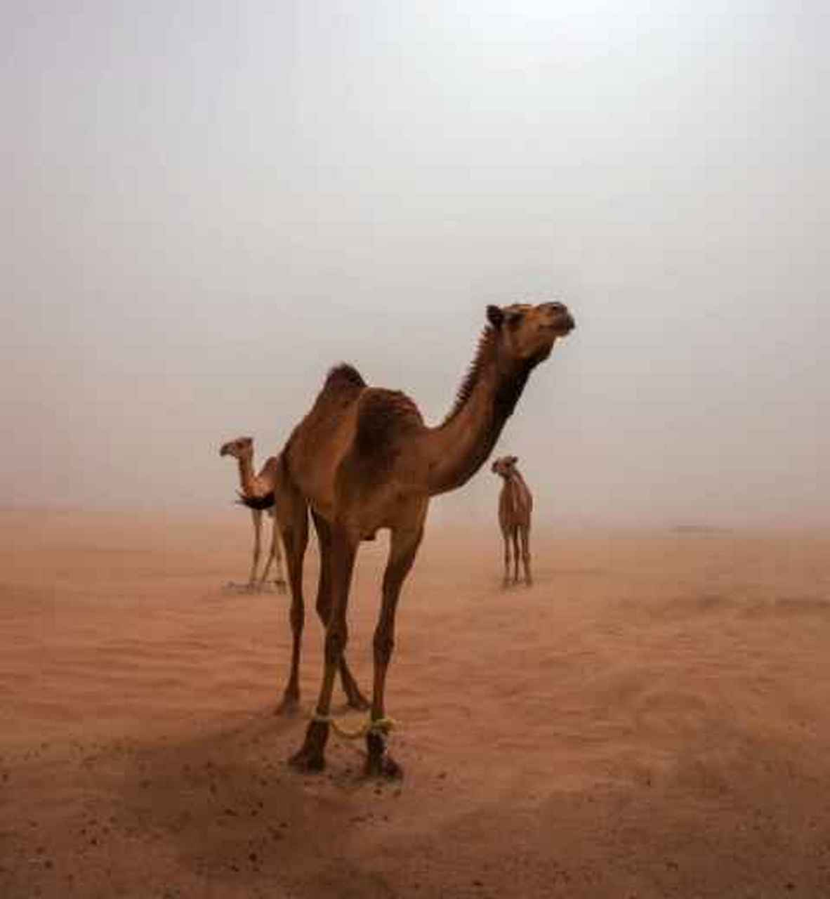 要学骆驼，沉得住气的动物。看它从不着急，慢慢地走，慢慢地嚼，总会走到的，总会吃饱