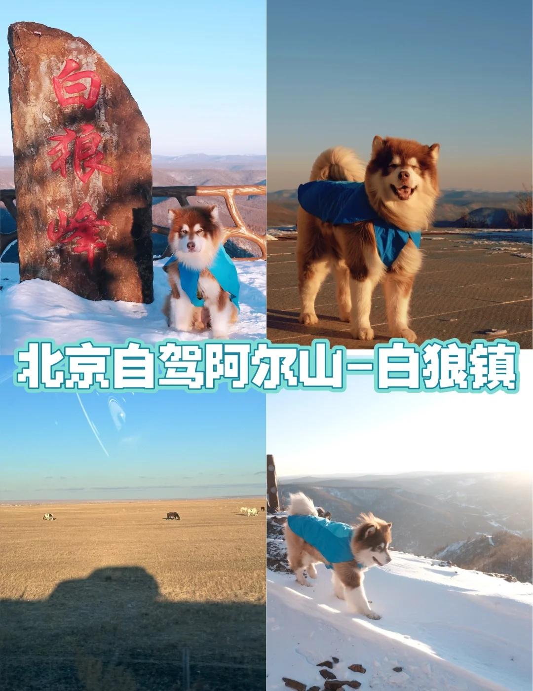 携宠北京自驾阿尔山｜第一站白狼镇｜日落追雪
想去阿尔山的秋天好几年了 奈何年年十